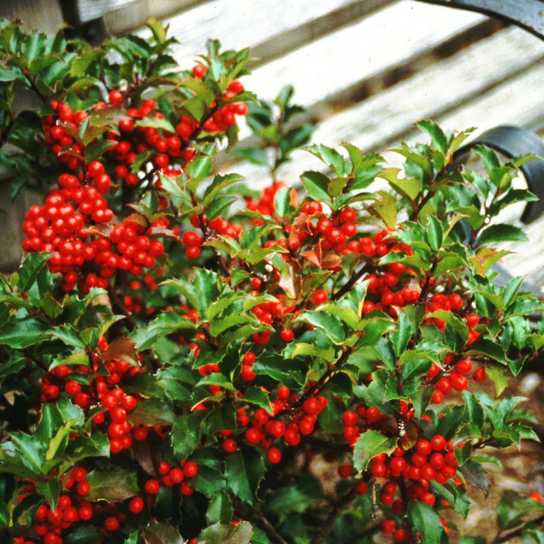 Close up of evergreen Blue Princess holly in fruit next to bench